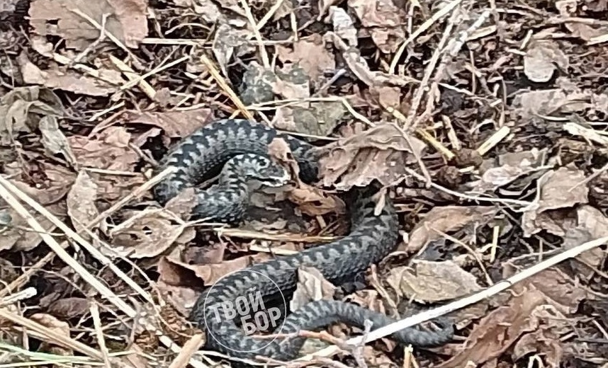 Из-за теплой зимы в Нижегородской области ожидается нашествие змей