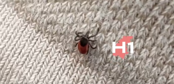 Вот и наступило время активности клещей в Нижегородской области