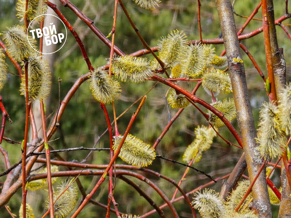 Аллергики держитесь!