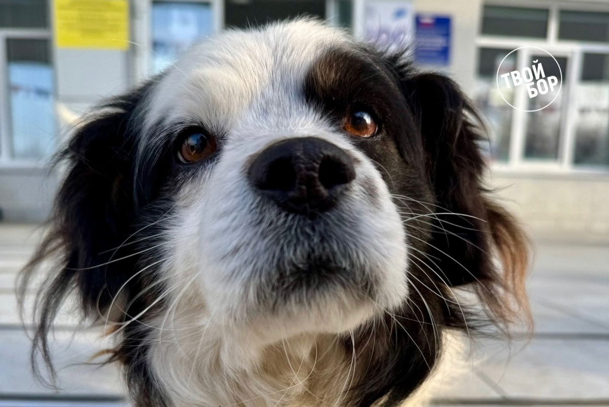 О раннем пробуждении клещей из-за тепла предупредил Роспотребнадзор