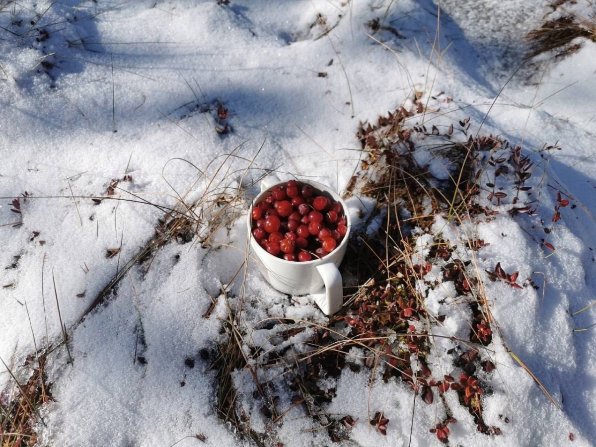 В Борском районе собирают замороженную клюкву
