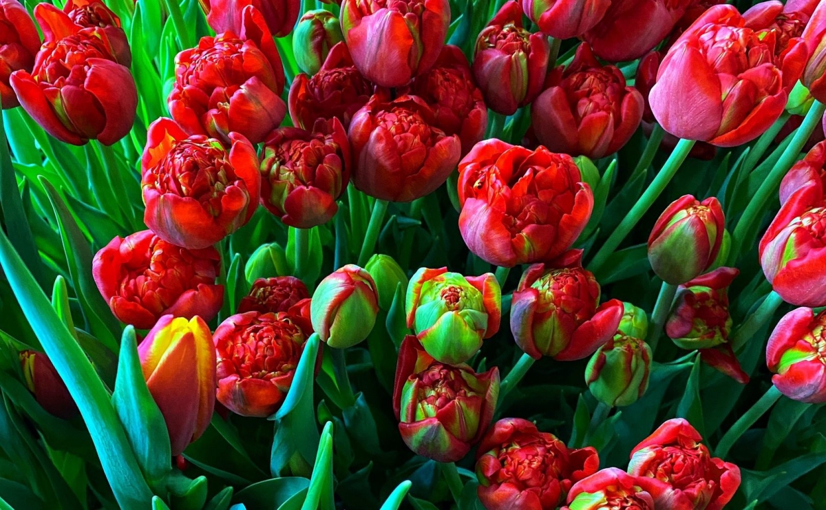 Рассказываем, как продлить свежесть срезанных цветов