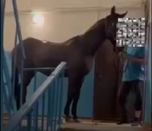 Принца на коне заказывали?