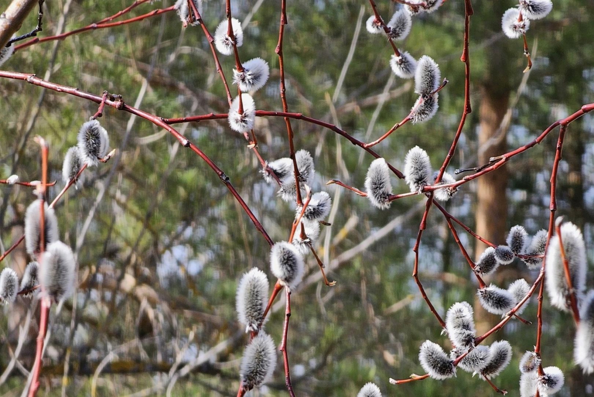 Грядущее воскресенье будет Вербным