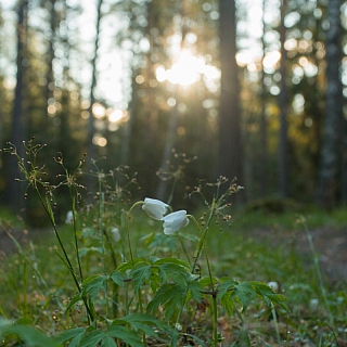 Рассвет в борском лесу, первоцветы и глухари 5