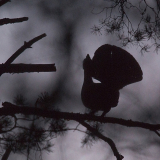 Рассвет в борском лесу, первоцветы и глухари 3