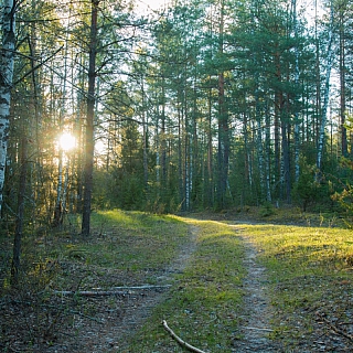Рассвет в борском лесу, первоцветы и глухари 4