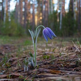 Рассвет в борском лесу, первоцветы и глухари 2