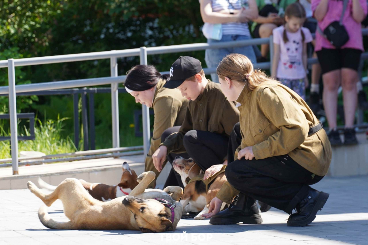 На Бору состоялся II областной фестиваль «Фронтовая собака»