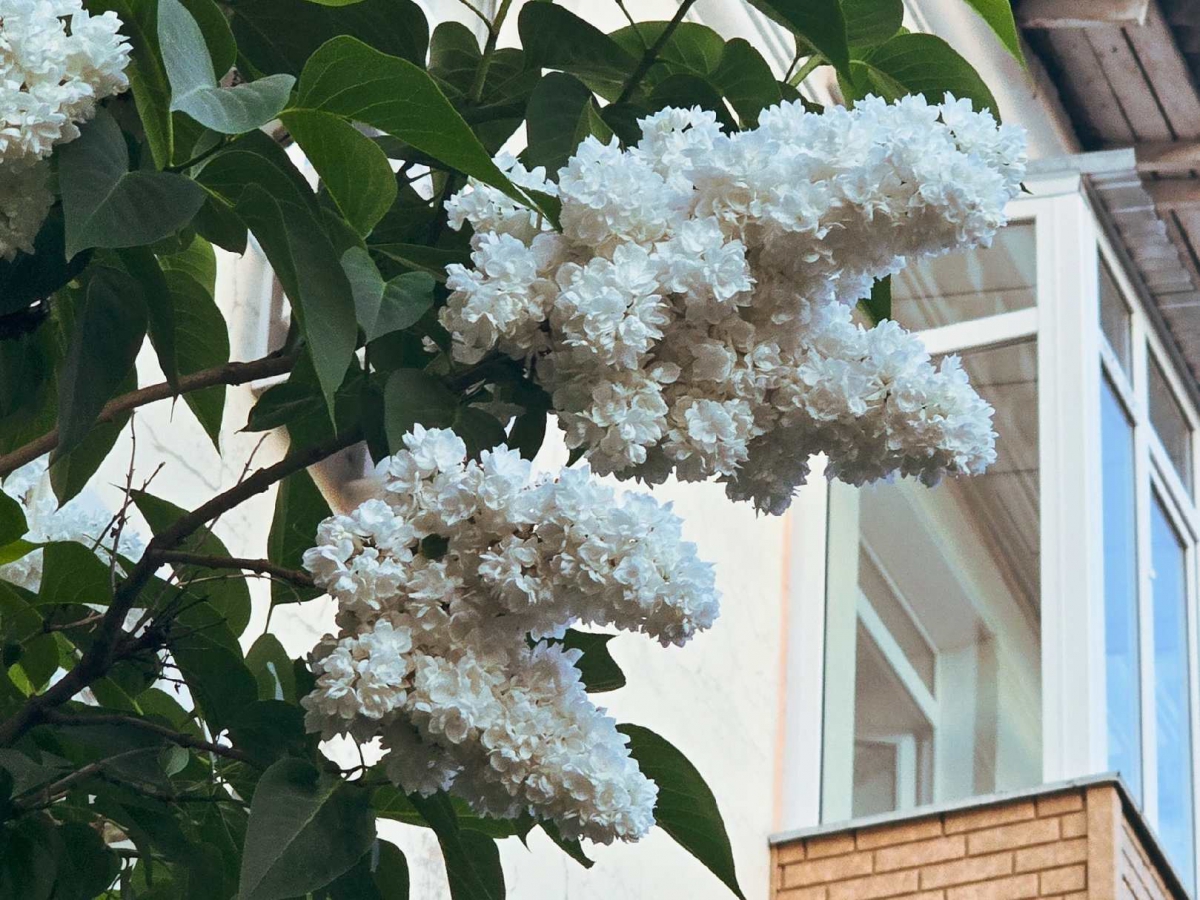 Аномальная жара идёт на Бор