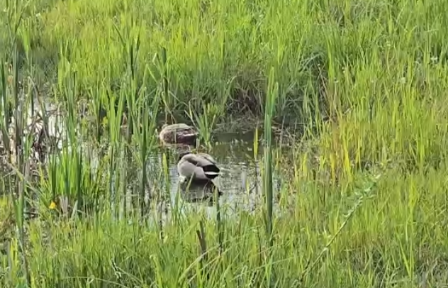 Неожиданные жители у борской парковки
