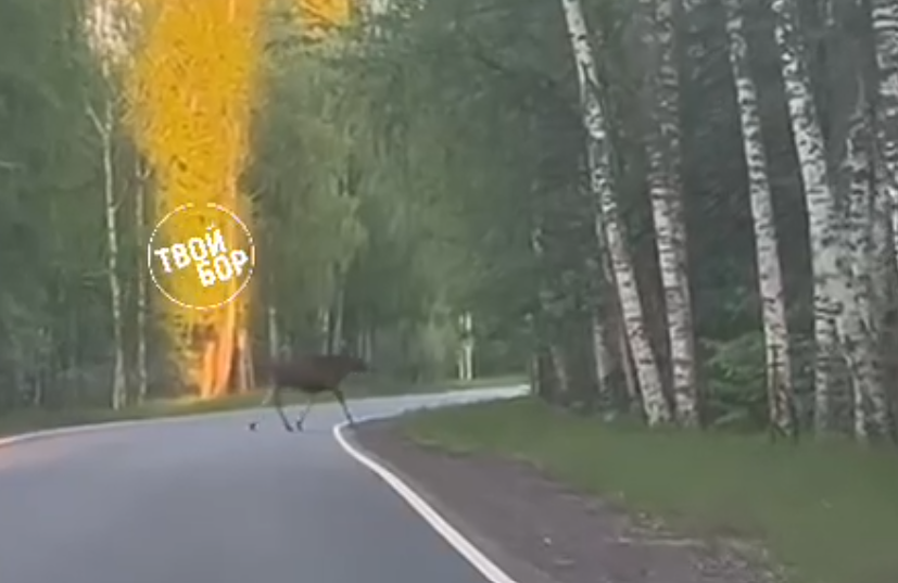 Что делать, если заметили лося на обочине или дороге?