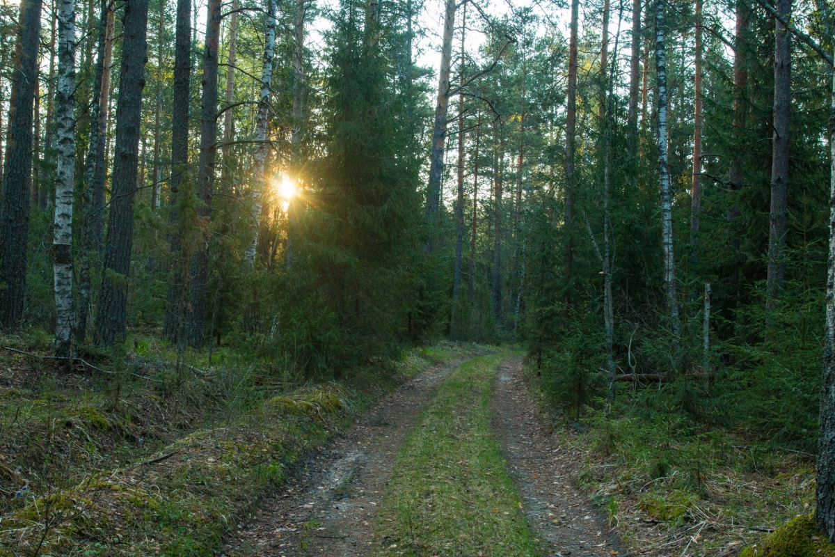 Рассвет в борском лесу, первоцветы и глухари