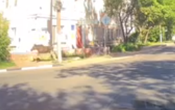 Борчане заметили лося в самом центре города