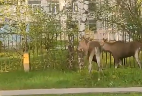 Удивительные гости на Бору