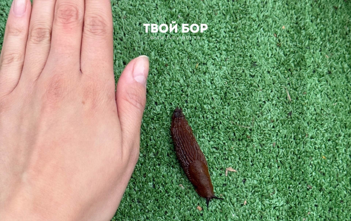 Огромные слизни атакуют огороды Борчан