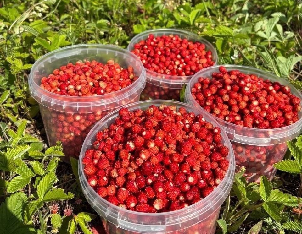 В Нижегородской области начался сезон земляники