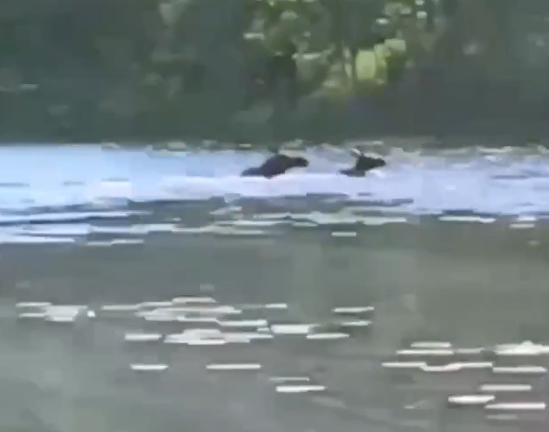 Вот таких плавающих красавчиков, лосей, заметили на Бору