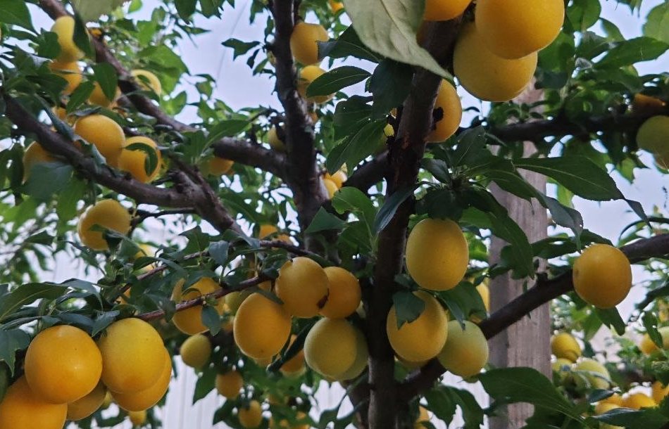 У борчанина в саду настоящий рай