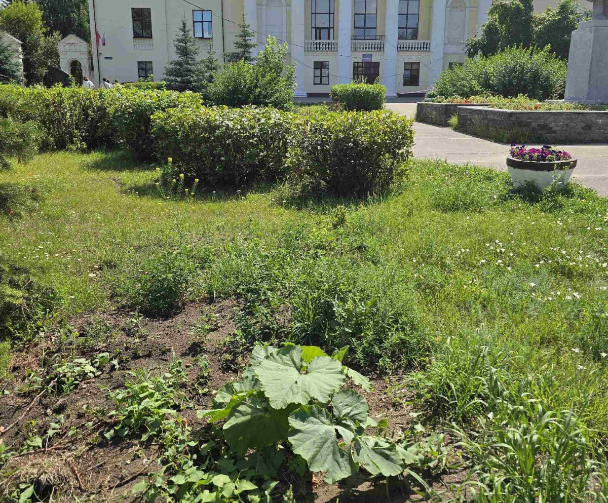 Кабачки в центре Бора?