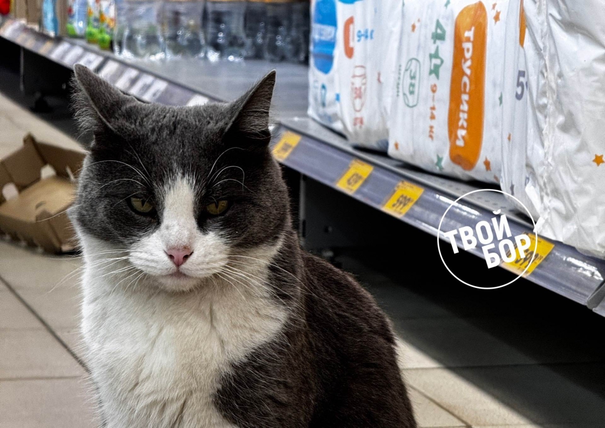 В России планируют ввести систему учёта домашних животных