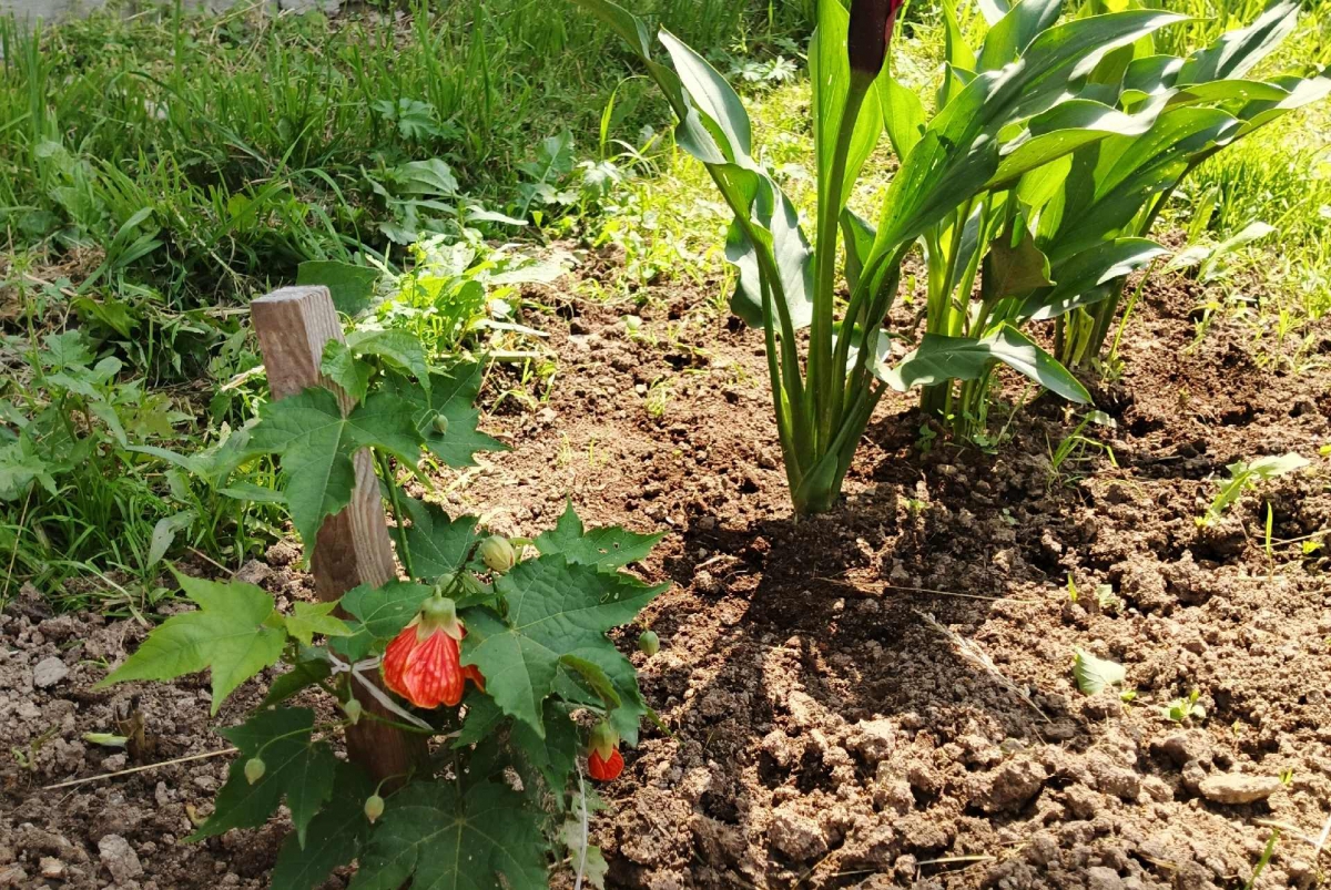 Крик души от подписчицы