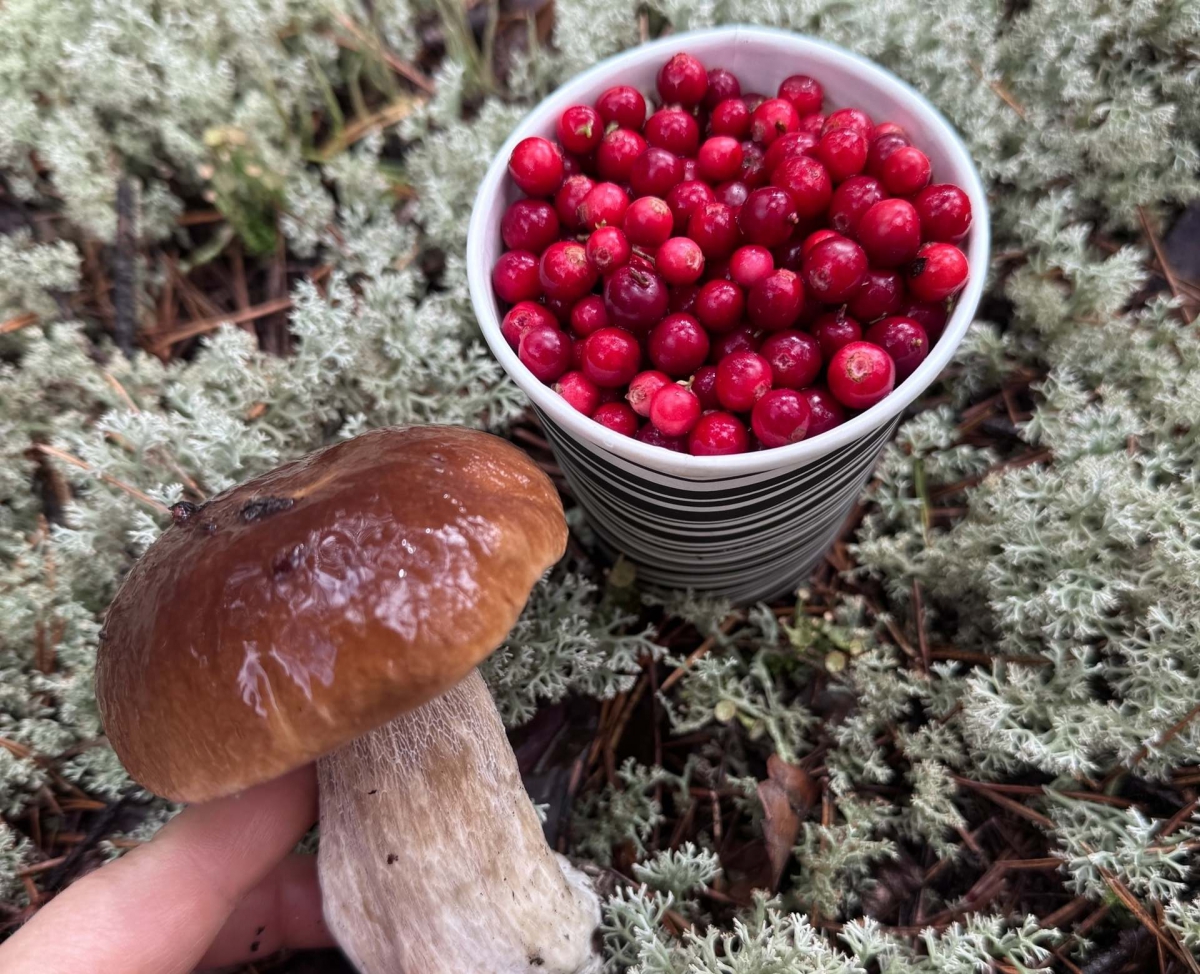 На Бор возят в грибные туры!