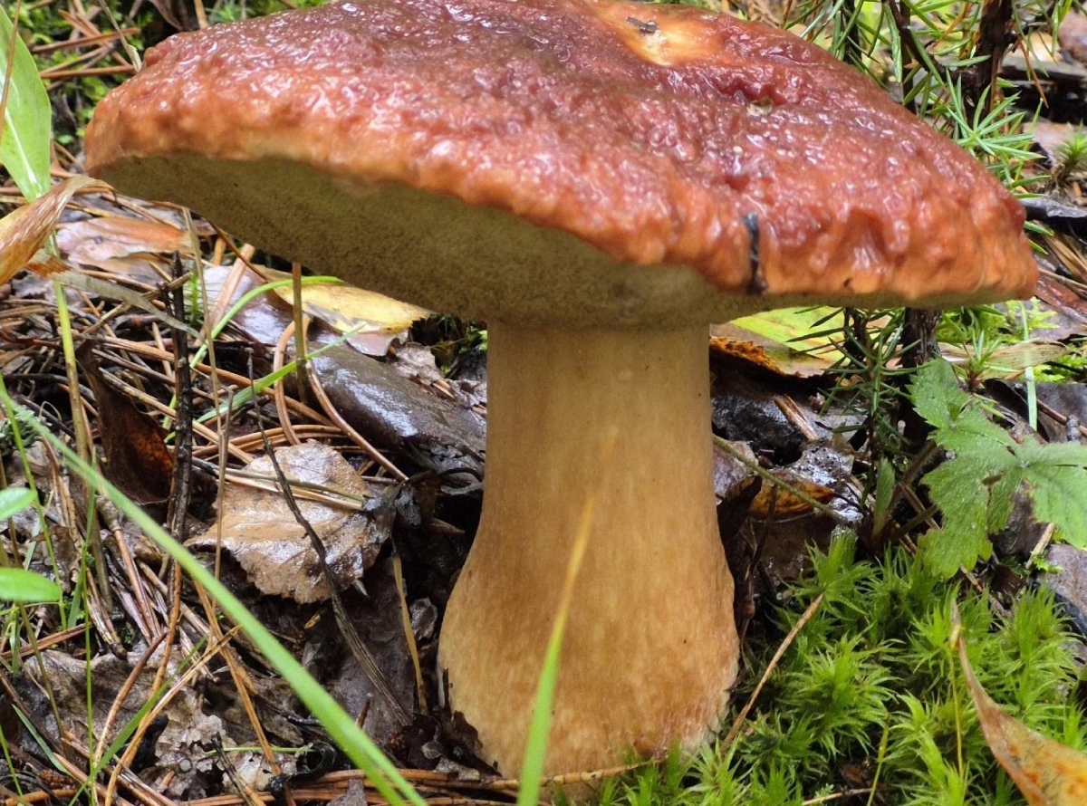 После недавних дождей в Борском районе заметно активизировался грибной сезон