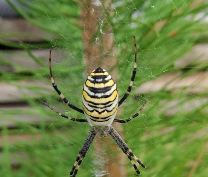 Бор атаковали пауки