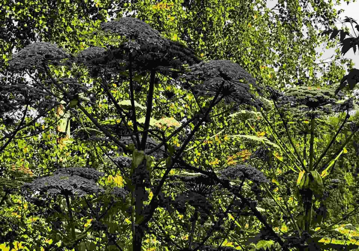 Депутаты Нижегородского Законодательного собрания предложили создать штаб по борьбе с борщевиком