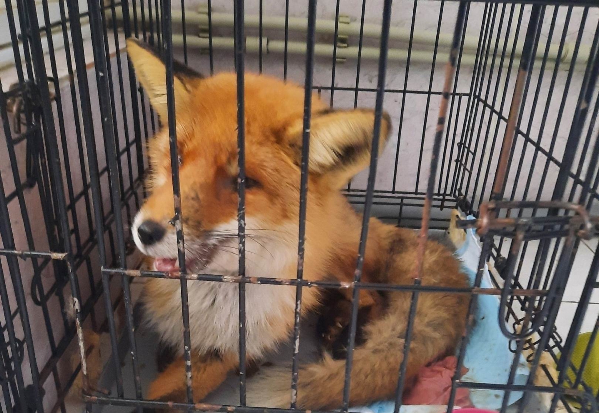 Борчане, если у вас вдруг дома живёт медведь…