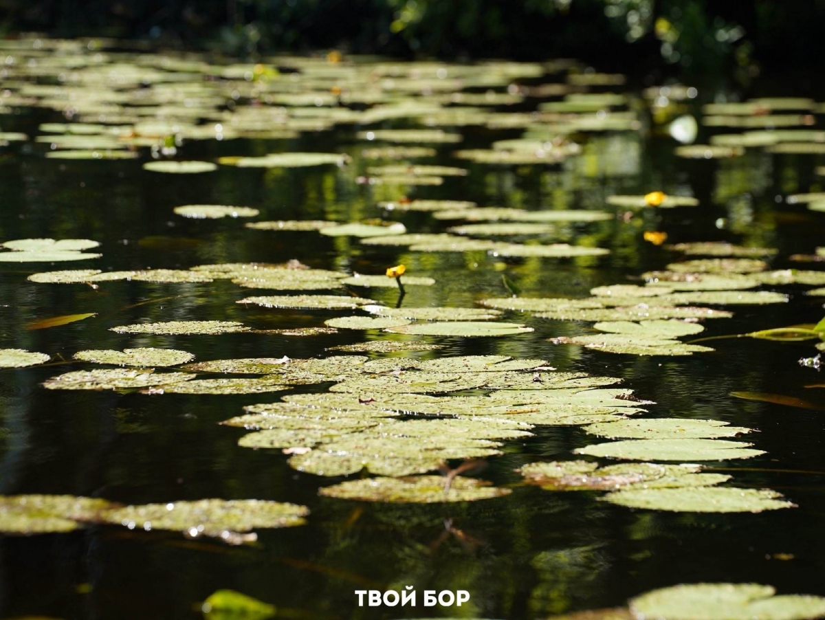 С начала лета в водоемах Нижегородской области утонуло 48 человек