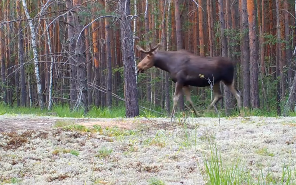 Фотоловушка в Керженском заповеднике запечатлела летнюю прогулку лосей