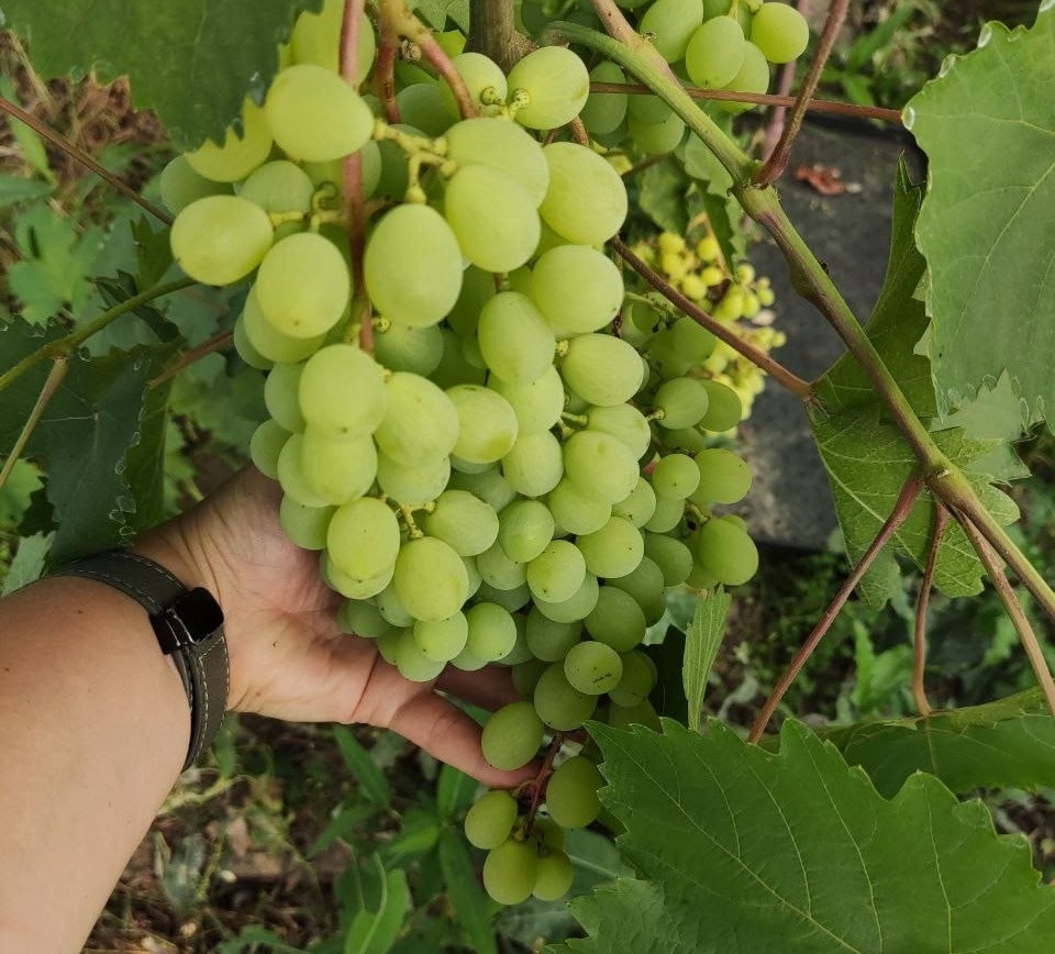 И всё-таки в глобальном потеплении есть свои преимущества