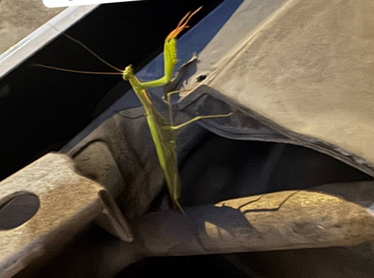 Возвращение «блудного богомола»