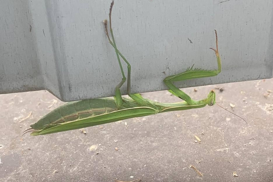 В Боталово обнаружили мегабогомола