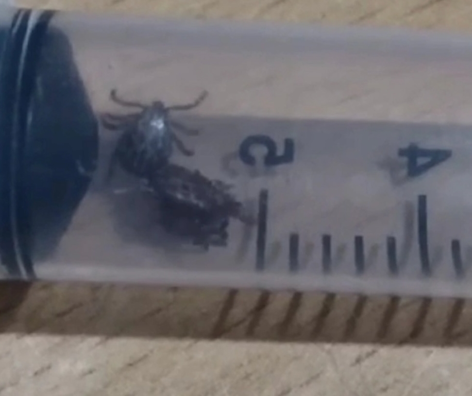 Клещи возвращаются