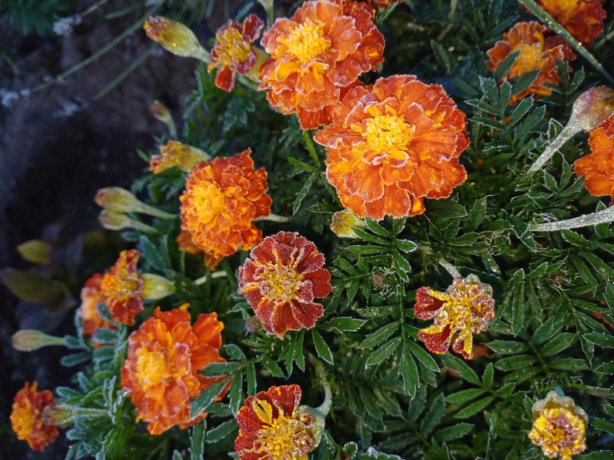 МЧС предупреждает: