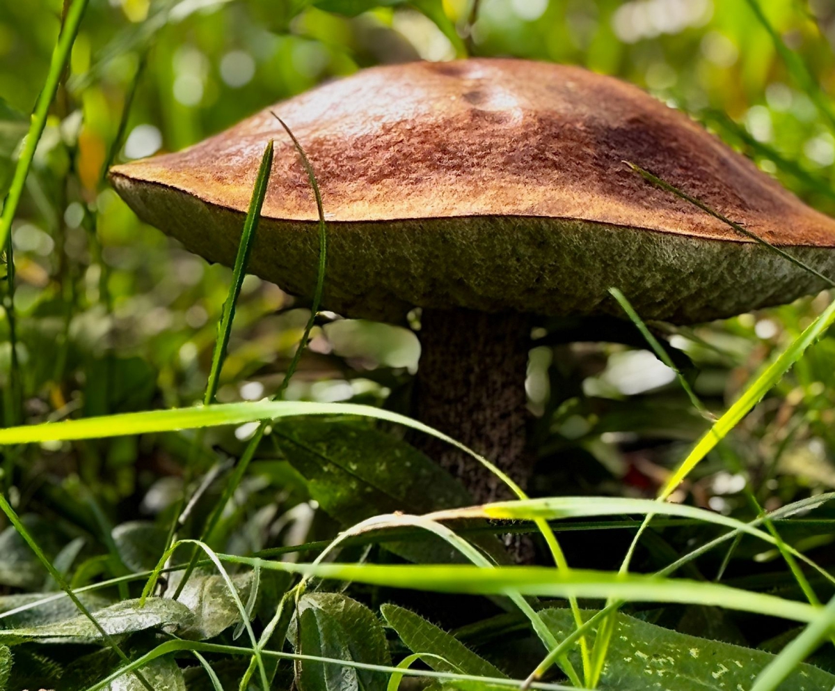 Тихая охота оказалась не тихой