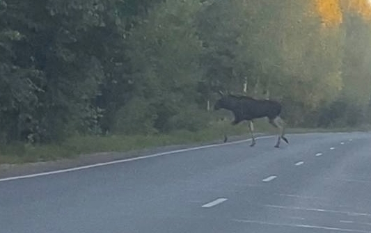А мы напоминаем, что по борским дорогам продолжают расхаживать лоси