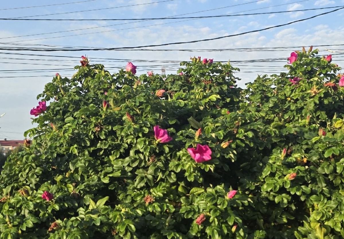 И всё-таки Бор – необычный город!