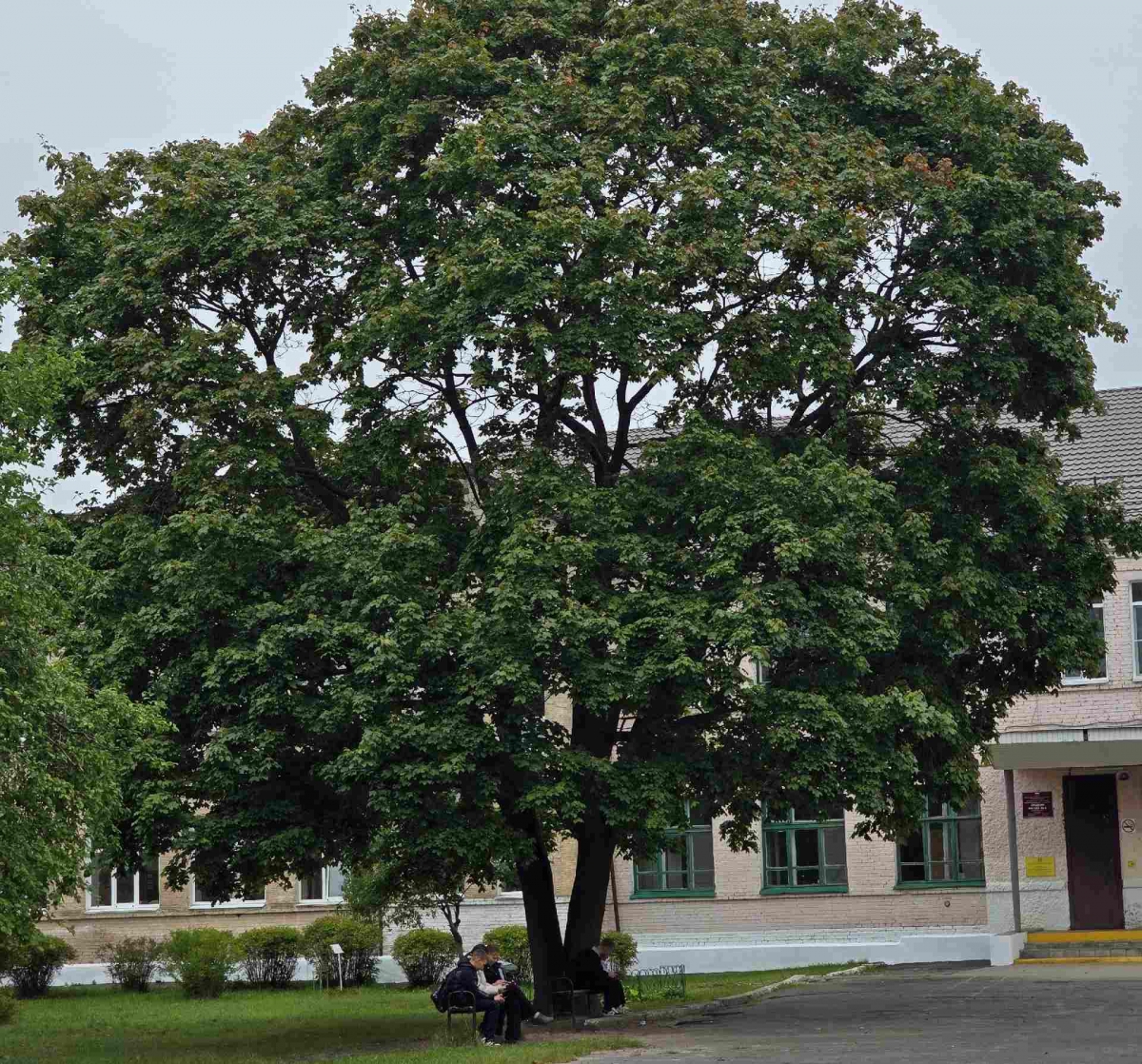 Начинается осенняя история главного борского клёна у школы #6