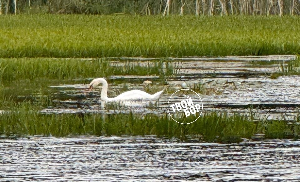 А в Октябрьском на озере – лебеди