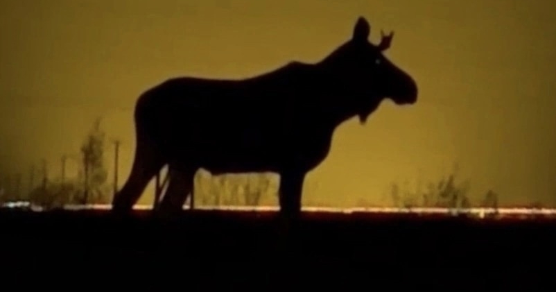 Как вести себя на трассах, где водятся дикие животные?