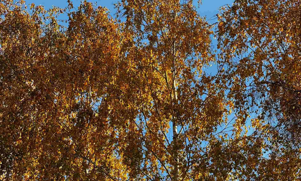 Отключение электроэнергии на Бору 14 октября