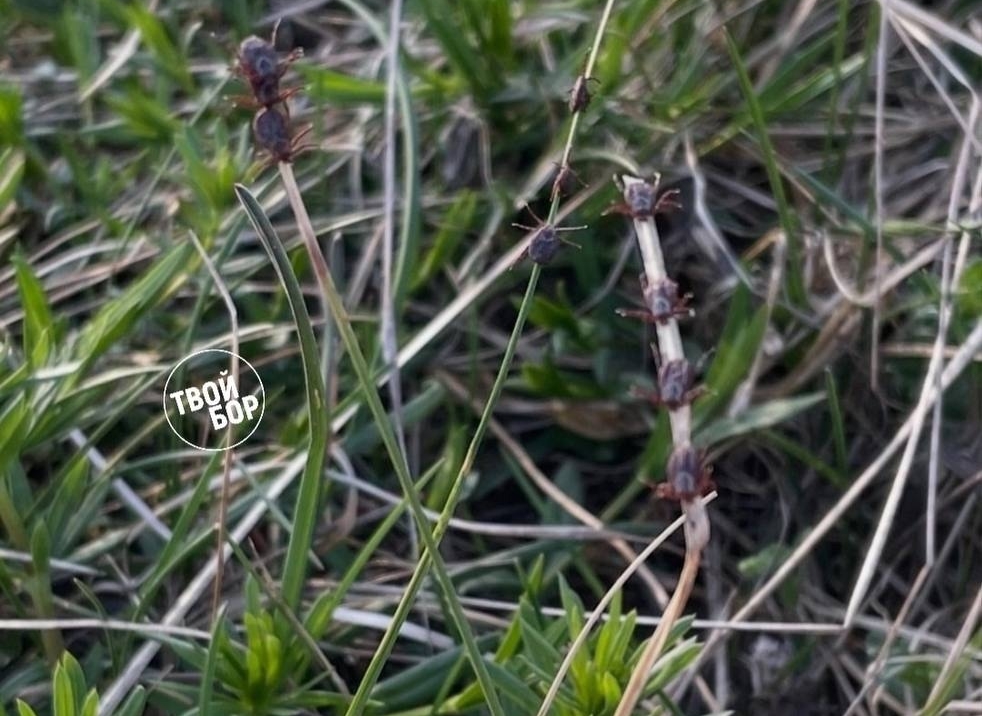 Внимание! У клещей начался второй пик активности