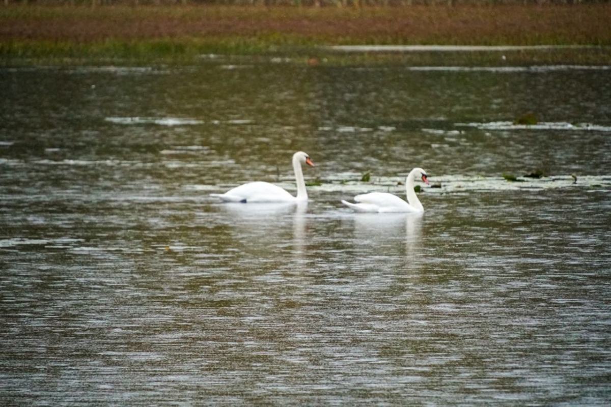 Лебединое озеро