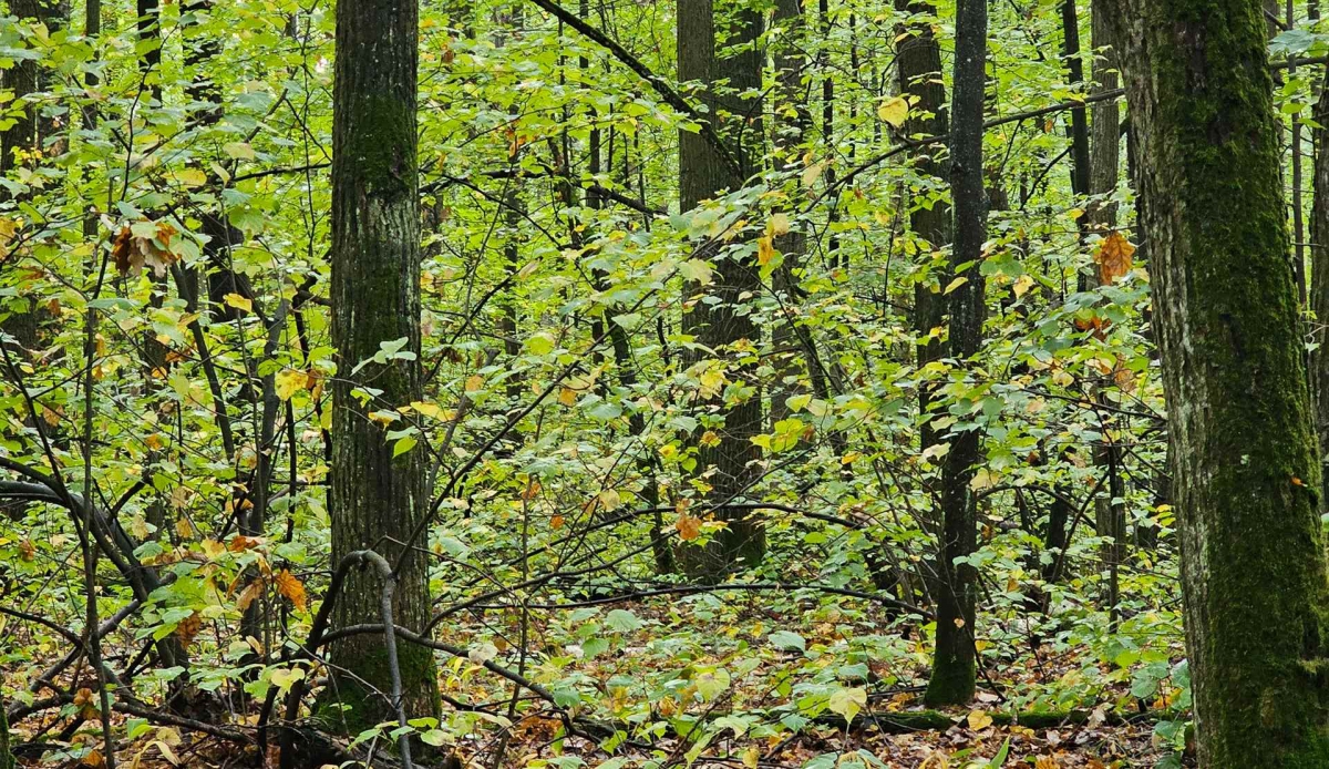 Бесплатные участки многодетным семьям и семьям участников СВО дали в непролазном лесу