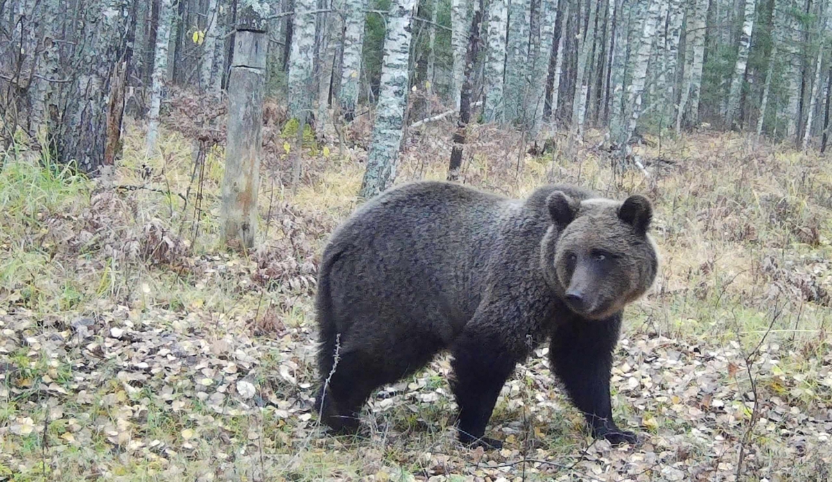 Керженский заповедник показал удивительные кадры