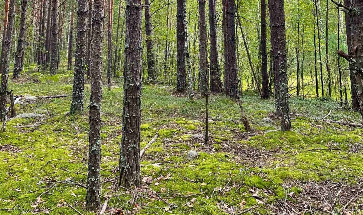 Из воспоминаний борчанки